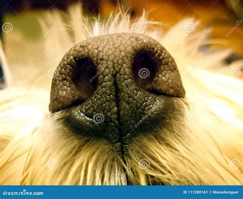 Dog nose close-up stock image. Image of canine, white - 111280161