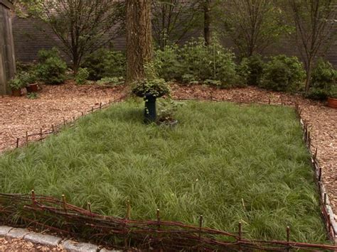 Pennsylvania Sedge lawn at Garden in the Woods | Lawn alternatives ...