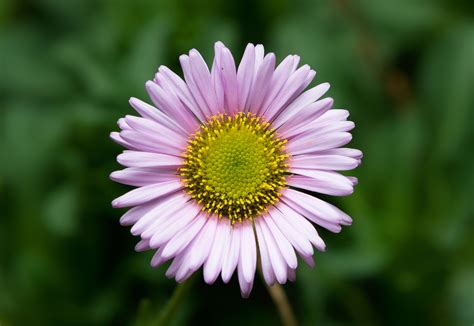 Erigeron glaucus - Wikipedia