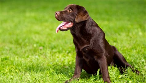 Chocolate Labrador Retriever Training Tips | 1001doggy.com