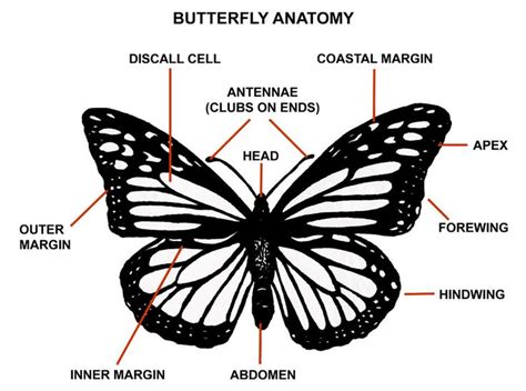 Parts of a Butterfly Diagram