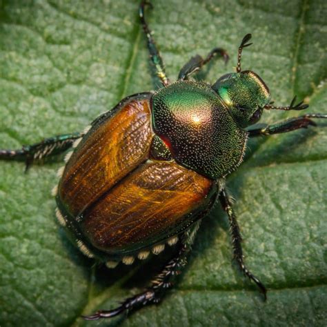 Japanese Beetle Control - Cardinal Lawns