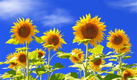 Sunflower Hd Wallpapers - Imagini De Fundal Cu Floarea Soarelui (#239442) - HD Wallpaper ...