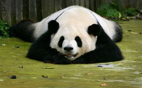 Sleeping Habits of Pandas: Where They Sleep and How - Top10animal