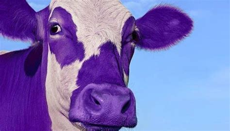 Halifax Internet Company Purple Cow Taking On Communication Giants With Lower Prices - Huddle.Today