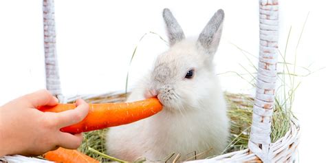 Can Rabbits Eat Carrots? - 5 Things To Know - Rabbit Care Basics