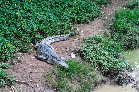 Crocodile farm in Thailand 9337471 Stock Photo at Vecteezy