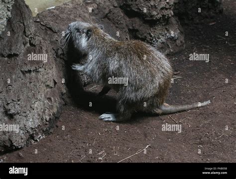 Cuban hutia baby hi-res stock photography and images - Alamy