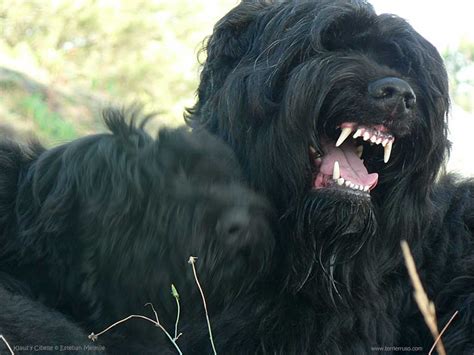 Black Russian Terrier or black Russian Terrier - Dogs breeds