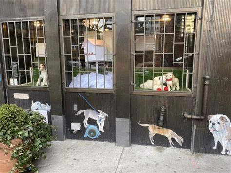 HUMANE SOCIETY OF NEW YORK - 119 Photos & 253 Reviews - 306 E 59th St, New York, New York ...