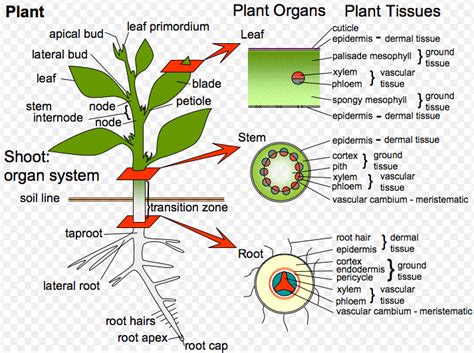 What is botany | Branches and careers