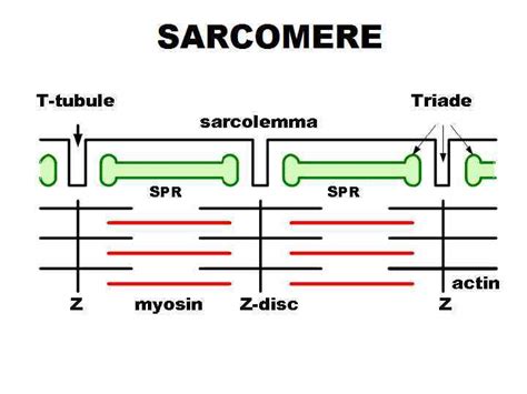 SKELETAL MUSCLE MAIN FUNCTIONS 1 2 3 4