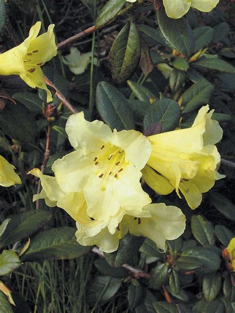 Pacific Horticulture | Mendocino Coast Botanical Gardens: A Tribute to Rhododendron Lovers ...