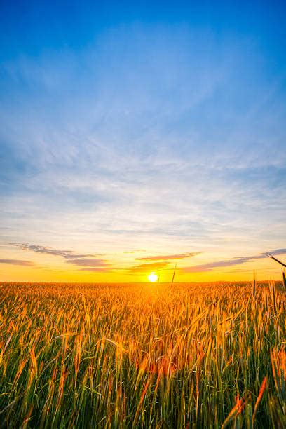 Corn Field At Sunrise Stock Photos, Pictures & Royalty-Free Images - iStock