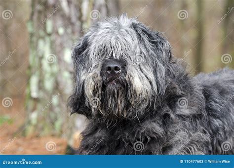 Large Gray Fluffy Scruffy Old English Sheepdog Newfie Type Dog Needs Groom Stock Image - Image ...