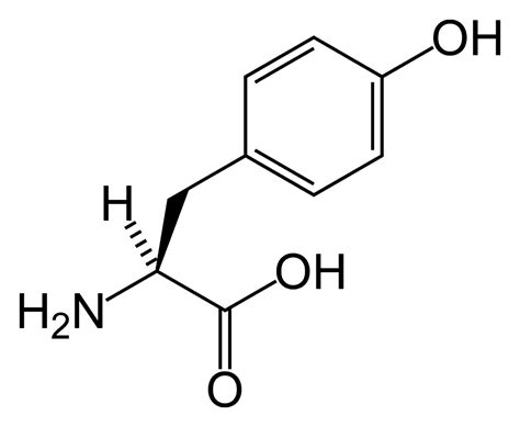 L-Tyrosine | A Beginner’s Guide (UPDATE: 2022) | 13 Things You Need to Know