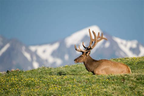 Mammals of Rocky Mountain National Park