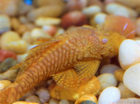 Albino Bristlenose Pleco – Snake River Cichlids