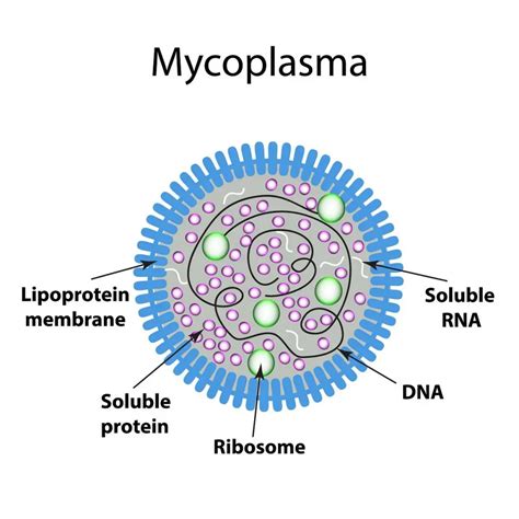 Mycoplasma Symptoms, Carriers, Types, Treatment, Prevention | STD.GOV Blog