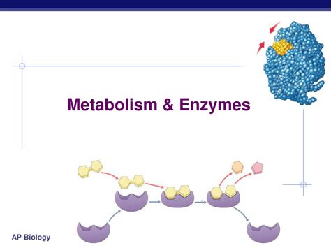 PPT - Metabolism & Enzymes PowerPoint Presentation, free download - ID:6494296