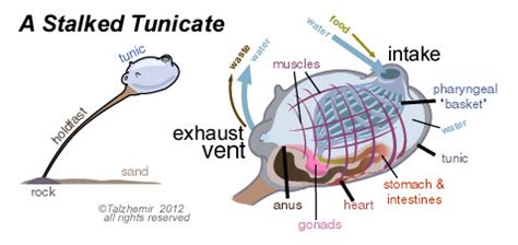 Diagram of a Stalked Tunicate by Talzhemir1 on DeviantArt