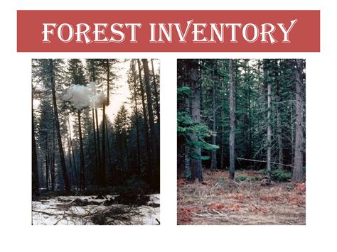 Forest Inventory by globalforestres - Issuu