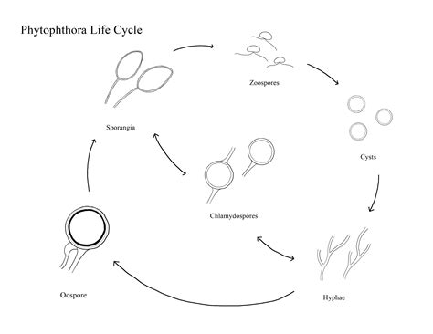 Phytophthora basics | Forest Phytophthoras of the World