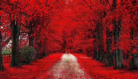 Red Tree Wallpapers - Top Free Red Tree Backgrounds - WallpaperAccess