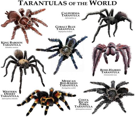 Tarantulas of the World Poster Print | Etsy | Spider species, Pet ...