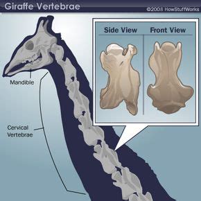 How Many Vertebrae Do Giraffes Have in Their Body