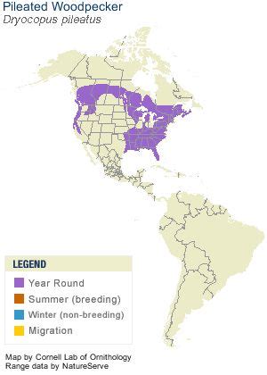 Pileated Woodpecker Range Map | Downy woodpecker, Downy, Woodpecker