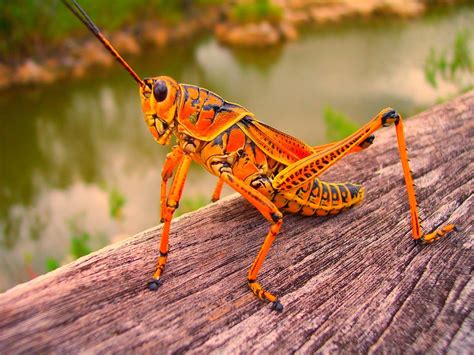 Giant Lubber Grasshopper | Grasshopper, Cool insects, Bugs and insects