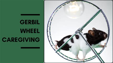 Gerbil Wheel Caregiving: 5 Ways To End The Cycle – MeetCaregivers