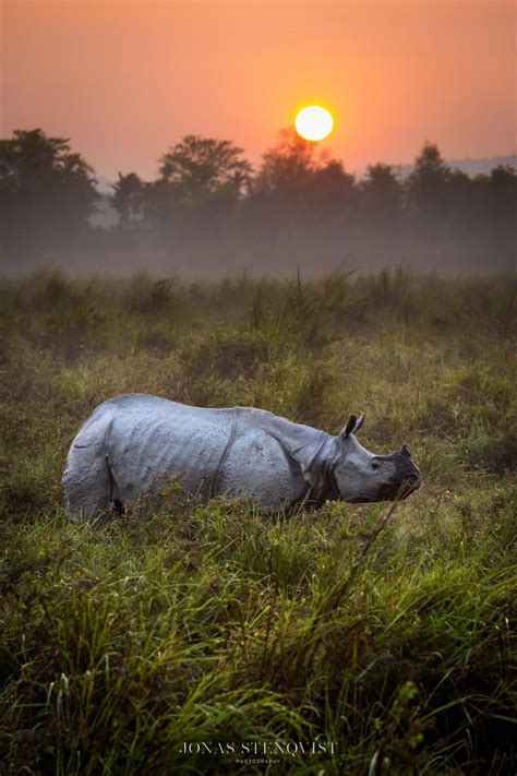 Jonas Stenqvist Photography — Kaziranga sunrise Kaziranga national park, India...