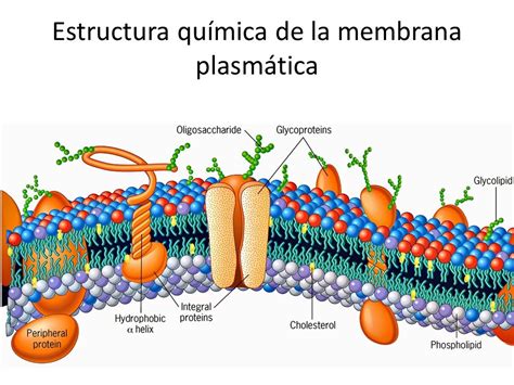 MEMBRANA PLASMOLEMA