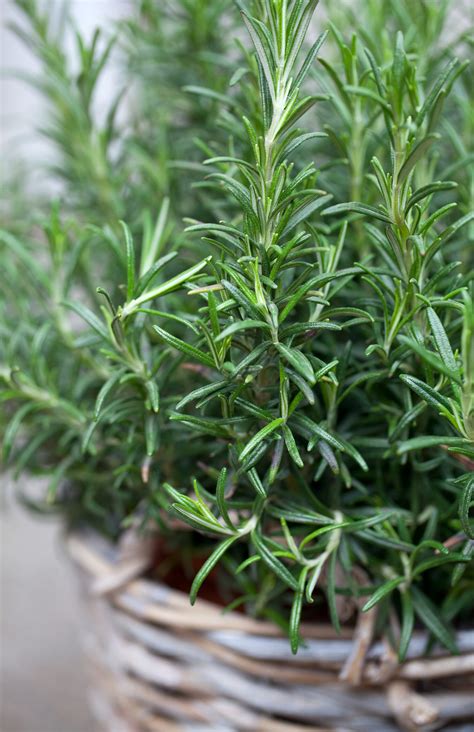 Resolve to grow a better rosemary plant. Your dinner guests will thank you. - The Washington Post