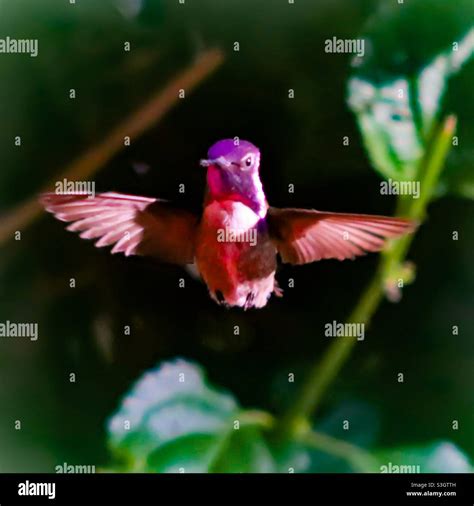 Costa hummingbird hovering in mid flight Stock Photo - Alamy