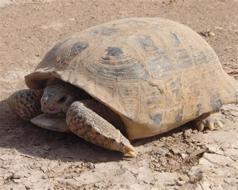 Bolson tortoise - Facts, Diet, Habitat & Pictures on Animalia.bio