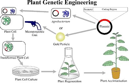 Understanding Genetic Engineering & Its Future Prospects | PBF Blog