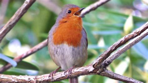 Robin Bird Singing a Beautiful Song in January - YouTube