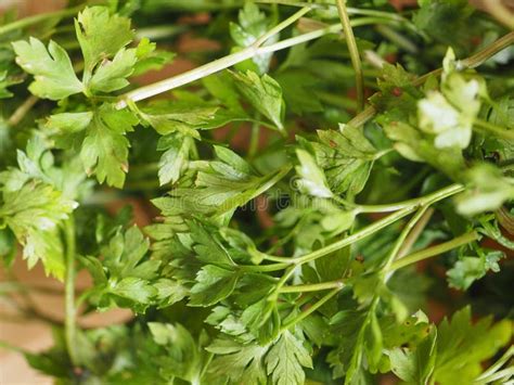 Parsley aka cilantro stock image. Image of nutrition - 105021763