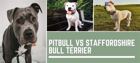 Pitbull vs Staffordshire Bull Terrier - Bull Terrier HQ