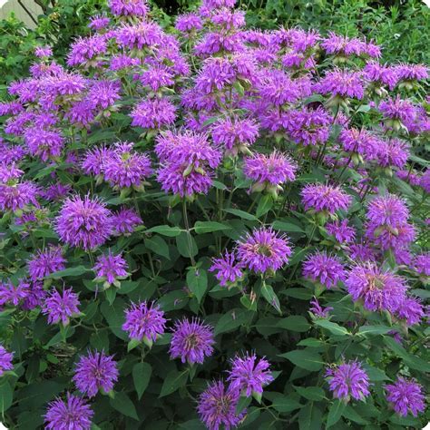 Bergamot Seeds - Wild Bergamot - Heirloom Untreated NON-GMO From Canada