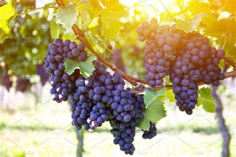 Red grapes on the vine by sunset | Nature Stock Photos ~ Creative Market