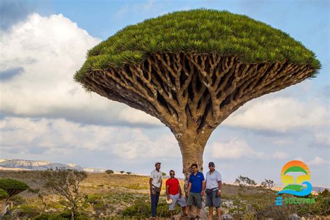 Rare Dragon Blood Tree | This Is What Make Tourist Love Socotra Island - 2SOCOTRA