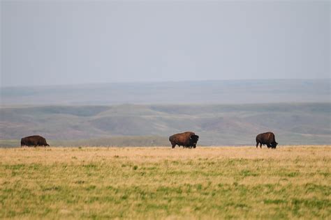 Wild Plains Bison Photograph by Brandon Smith