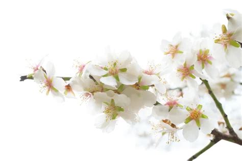 Plum-tree white flowers. Stock Photo by ©dovapi 2567621