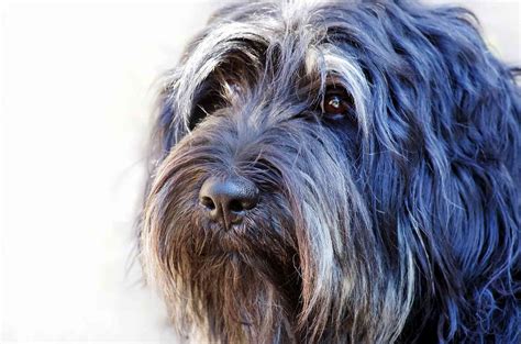 10 Best Dog Breeds From Portugal