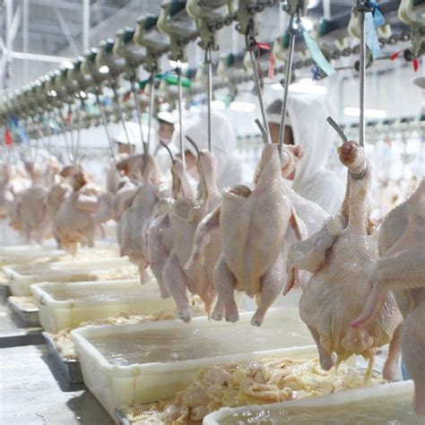 Chicken Slaughter Hanger/Chicken Slaughter Conveyor/Chicken Meat Processing Equipment - Poultry ...