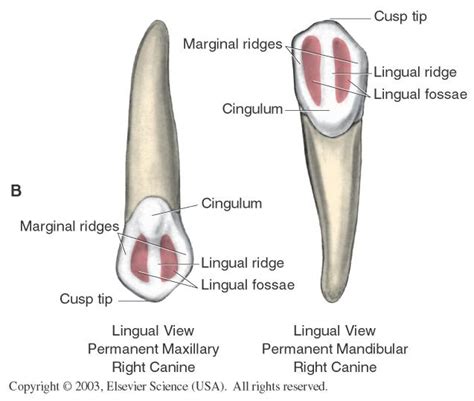 Triangular Fossa Teeth